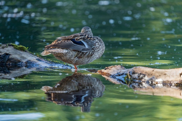 Los patos salvajes se alimentan en un estanque con el telón de fondo de agua pintoresca