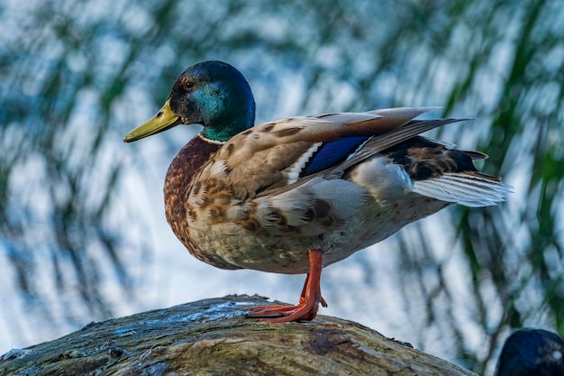 Los patos salvajes se alimentan en un estanque con el telón de fondo de agua pintoresca