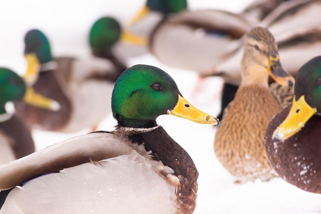 Foto los patos salvajes caminan en la nieve cerca del estanque en el parque de la ciudad