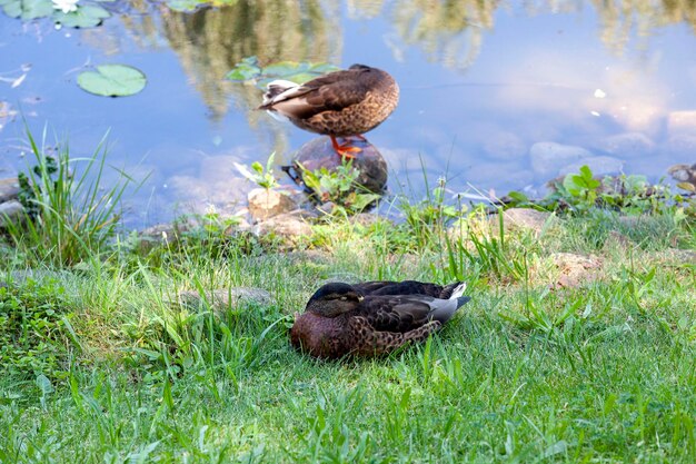 Patos salvajes caminando en el parque