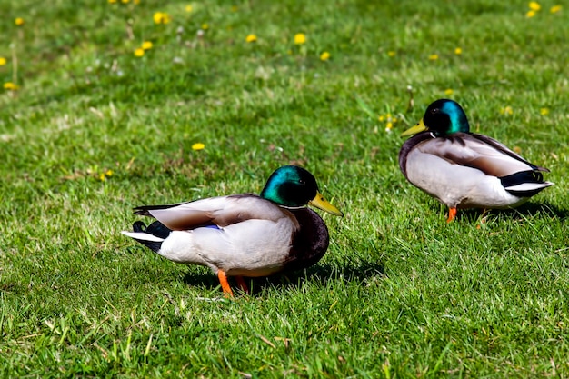 Patos salvajes descansando en la estación cálida sobre la hierba verde