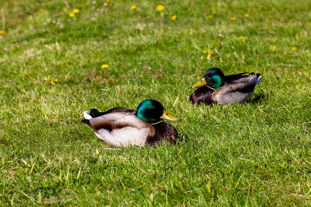 Patos salvajes descansando en la estación cálida sobre la hierba verde