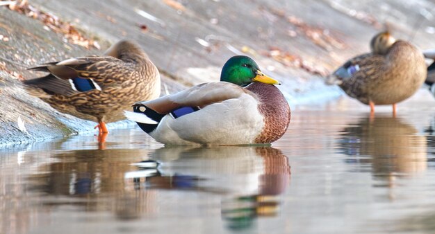 Patos salvajes descansando en la orilla del lago. Concepto de observación de aves