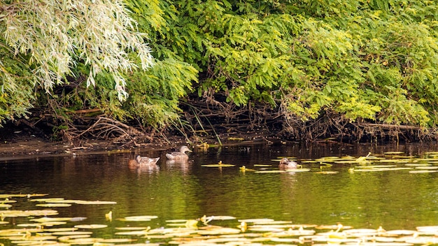 Patos salvajes durmiendo en un río salvaje