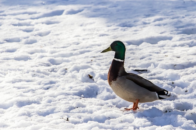 Patos salvajes en invierno sobre un fondo de nieve. Un rebaño busca comida.