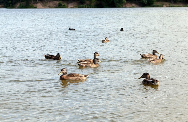 Patos salvajes en el medio natural.