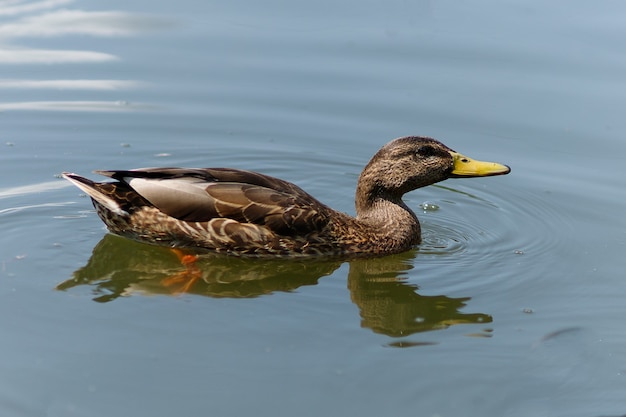 Los patos salvajes nadan en el agua. Pato marrón sobre el agua en verano.