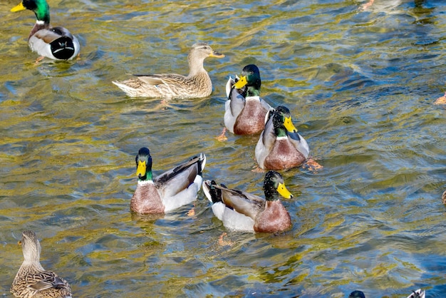 Los patos salvajes nadan alrededor del estanque en el parque