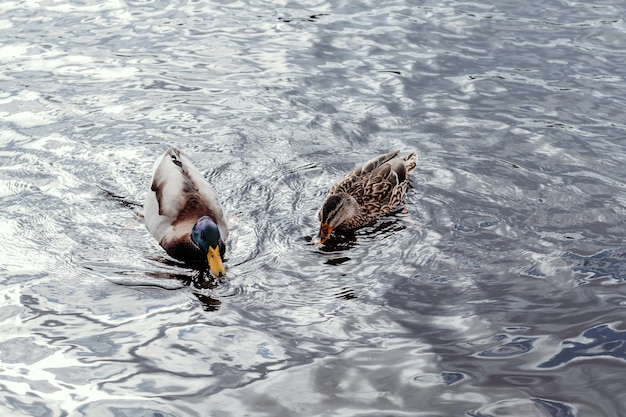 Los patos salvajes nadan en el lago.