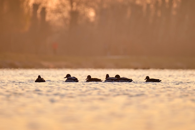 Patos salvajes nadando en el agua del lago al atardecer brillante Concepto de observación de aves