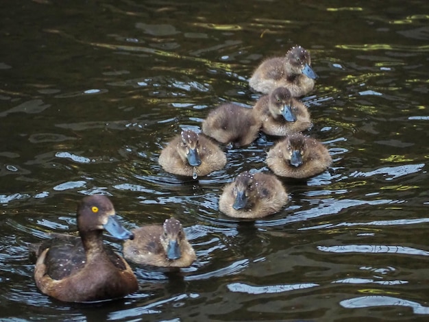 Patos salvajes nadando por los canales del Parque Pavlovsky. Pávlovsk, Rusia.