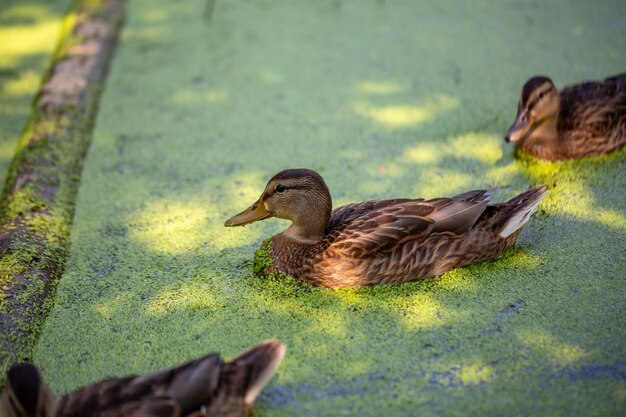 Patos salvajes nadando en un estanque verde en un día soleado de verano. Pato nadando en un estanque floreciente