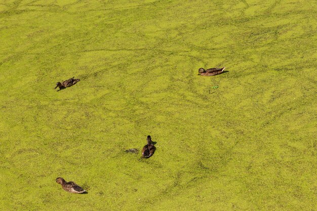 Patos salvajes nadando en un lago cubierto de lenteja de agua verde