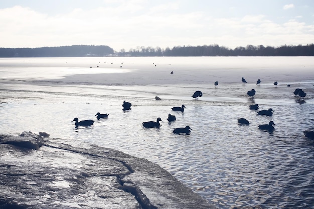 Patos salvajes nadando en el río Daugava en invierno en Riga, Letonia, Europa del Este.