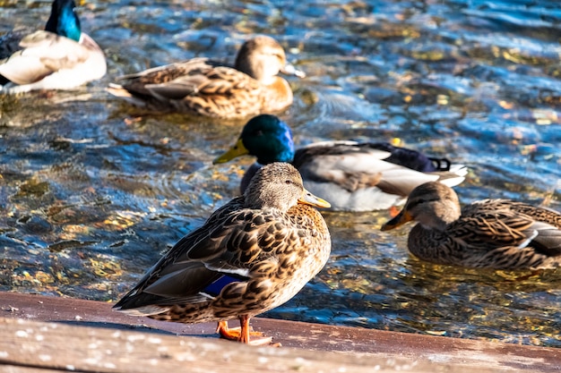 Foto los patos salvajes pastan en el muelle y nadan en el estanque