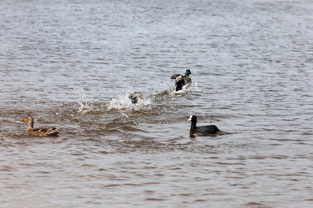 Patos salvajes en primavera o verano en la naturaleza, hermosos patos salvajes en la naturaleza, naturaleza salvaje con aves voladoras y acuáticas