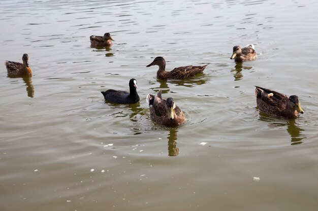 Patos salvajes