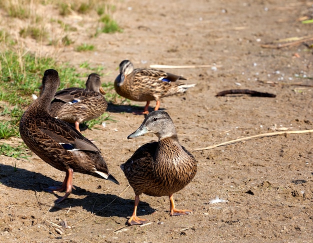 Patos salvajes