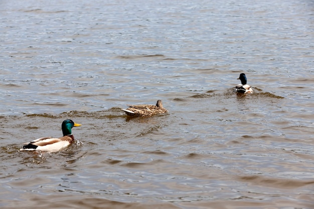 patos salvajes