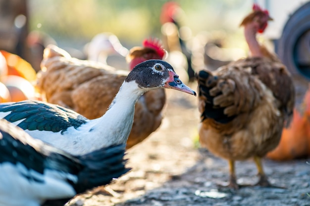 Patos se alimentam de curral rural tradicional