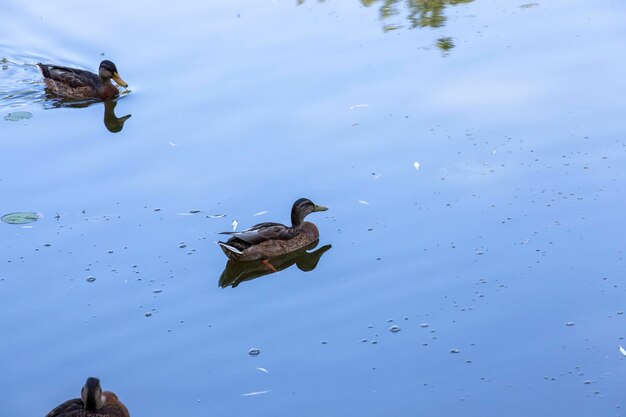 Patos selvagens andando no parque