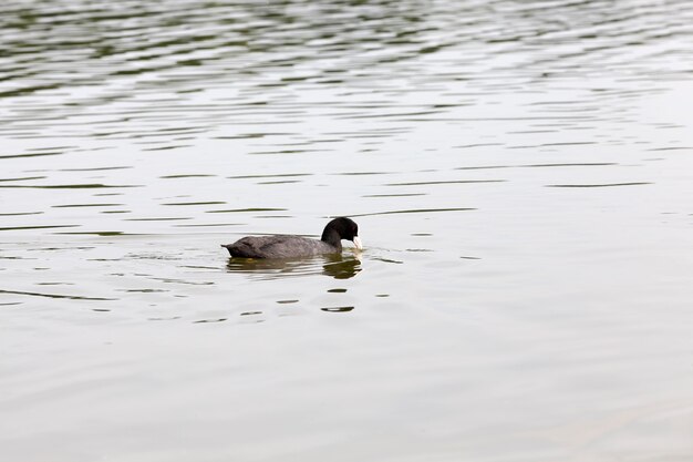 Patos selvagens durante a recreação e caça, aves aquáticas selvagens no território dos lagos, patos no ambiente natural