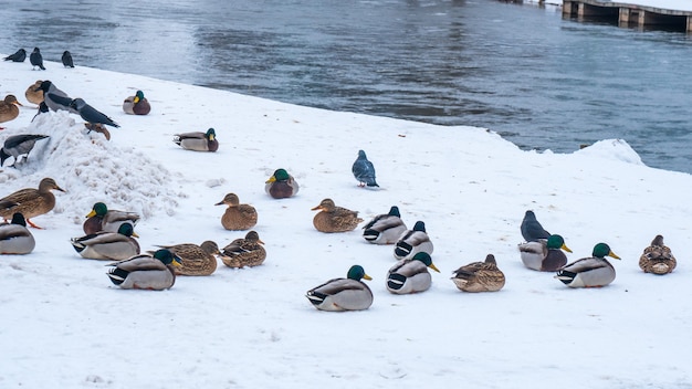 Patos selvagens e pombos à beira do rio neris em vilnius. horário de inverno em lietuva. animais.