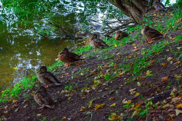 Patos selvagens em um lago