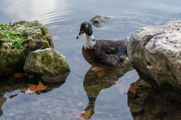 Patos selvagens em uma lagoa