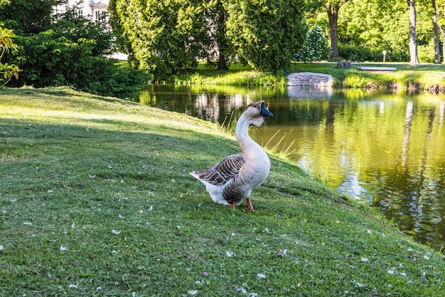 Patos selvagens ficam na grama perto da lagoa
