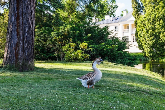 Patos selvagens ficam na grama perto da lagoa