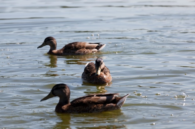 Patos selvagens flutuando na água do lago ou rio, patos selvagens flutuando no lago, lindos patos aves aquáticas na água