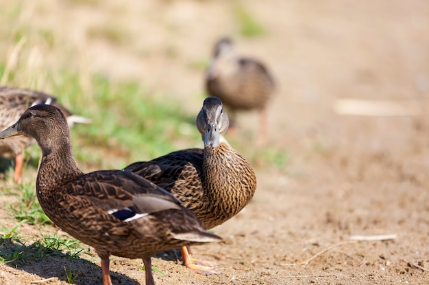 Patos selvagens na natureza no verão ou na primavera, os patos são livres e voaram para viver na Europa