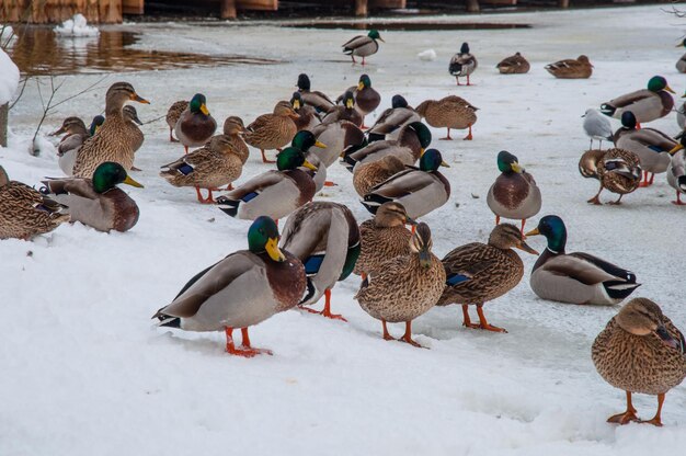 Foto patos selvagens na neve