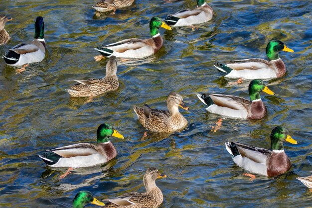 Patos selvagens nadam ao redor da lagoa no parque