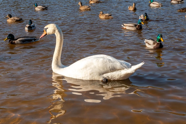 Patos selvagens nadam serenamente na superfície da água Cisne branco e patos nadam no lago no verão Caçando aves na floresta