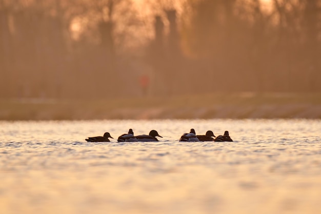 Patos selvagens nadando na água do lago ao pôr do sol brilhante. Conceito de observação de pássaros.