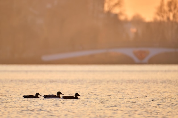 Patos selvagens nadando na água do lago ao pôr do sol brilhante. Conceito de observação de pássaros