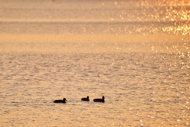 Patos selvagens nadando na água do lago ao pôr do sol brilhante. Conceito de observação de pássaros.