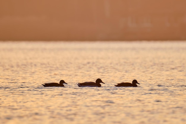 Patos selvagens nadando na água do lago ao pôr do sol brilhante Conceito de observação de pássaros