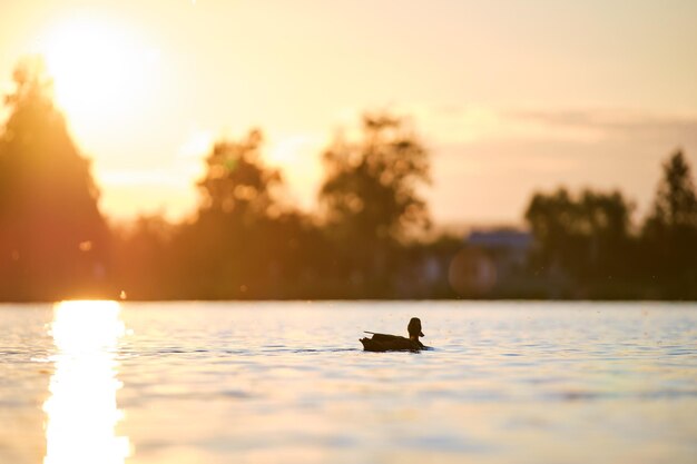 Patos selvagens nadando na água do lago ao pôr do sol brilhante Conceito de observação de pássaros