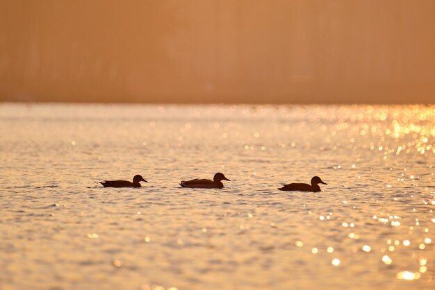 Patos selvagens nadando na água do lago ao pôr do sol brilhante Conceito de observação de pássaros