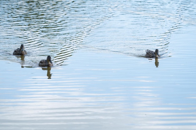 patos selvagens no parque na superfície da água e no gramado