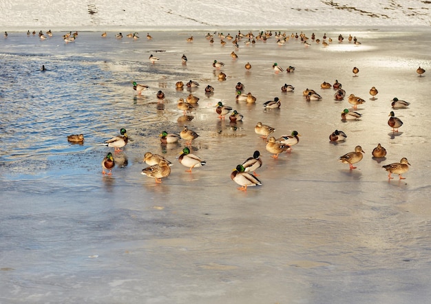 Patos selvagens no rio