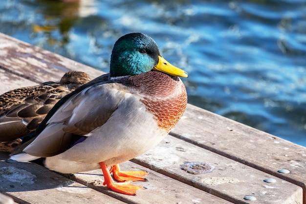 Patos selvagens pastam no píer e nadam na lagoa