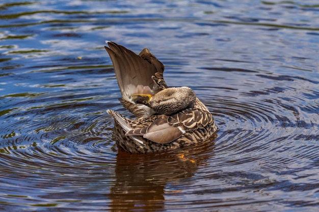 Patos selvagens se alimentam em uma lagoa contra o pano de fundo da água pitoresca