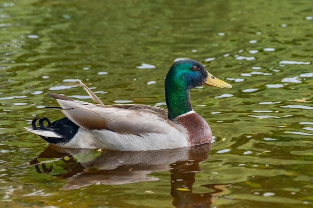 Patos selvagens se alimentam em uma lagoa contra o pano de fundo da água pitoresca