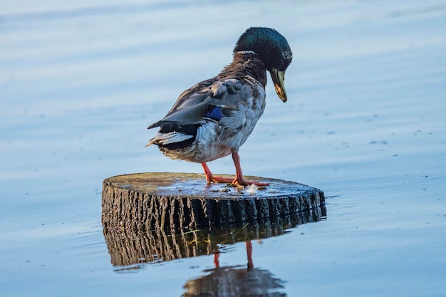 Patos selvagens se alimentam em uma lagoa contra o pano de fundo da água pitoresca