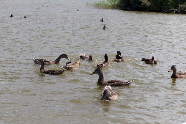 Patos selvagens