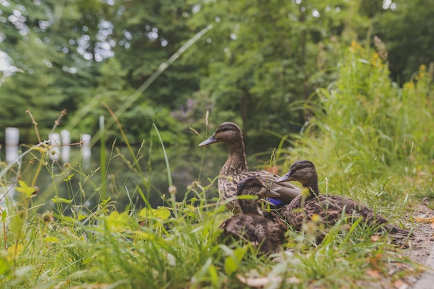 Foto los patos sentados en la hierba